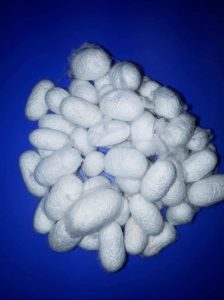 SERICINE سریسین 224x300 - SERICINE